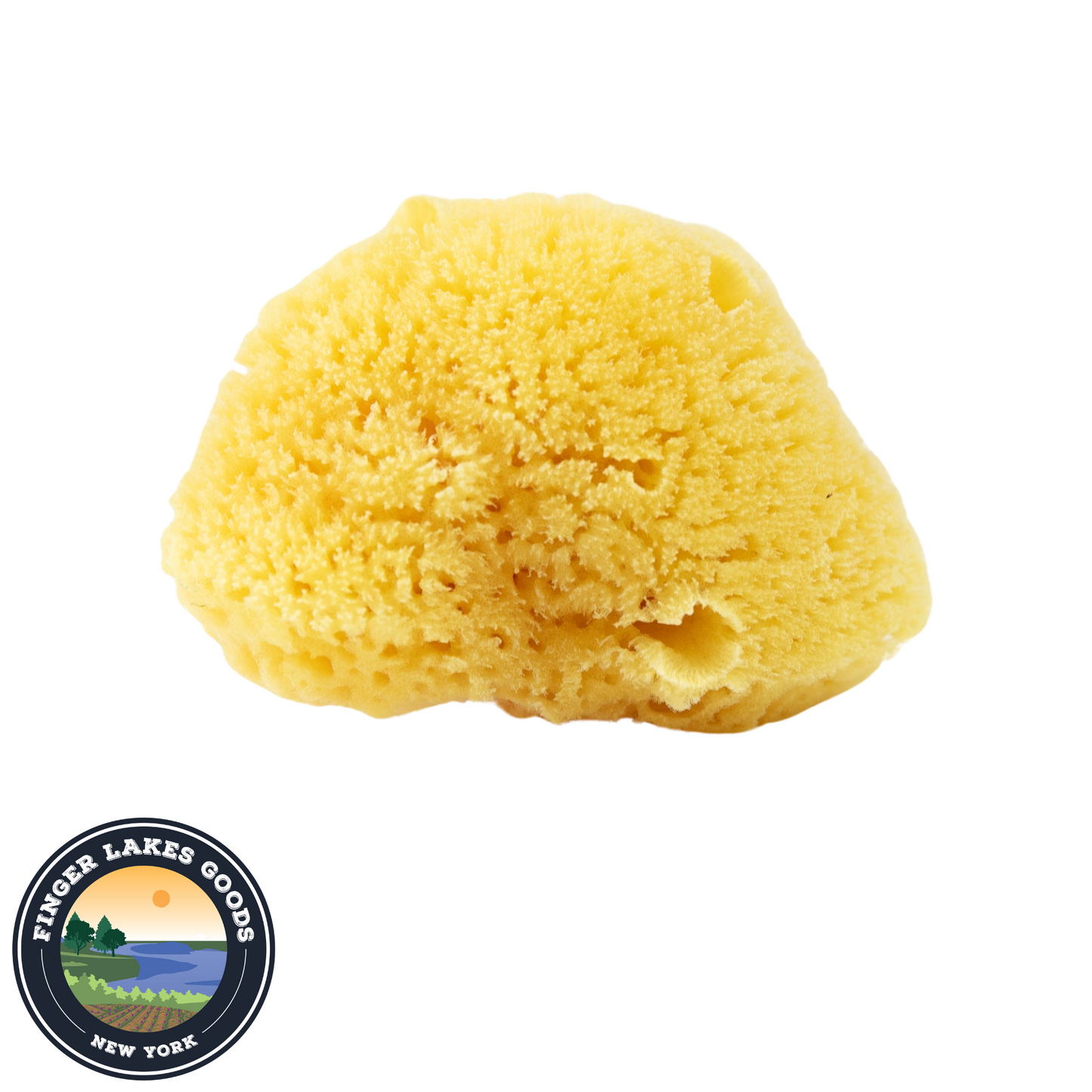 Sea Sponge