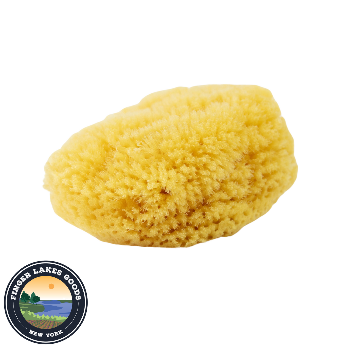 Sea Sponge